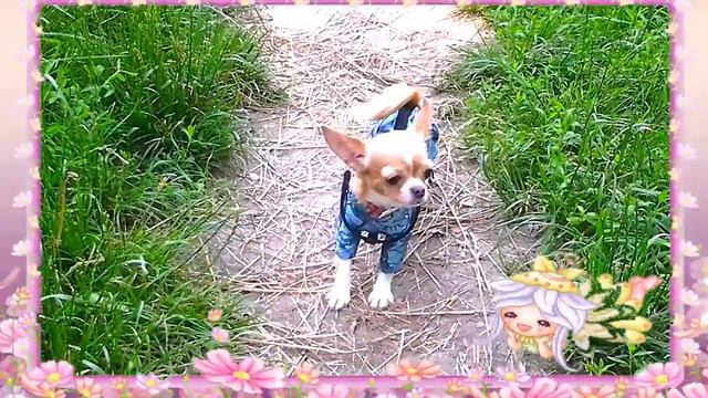 Чихуахуа напугала злая собака. серия 1 ❤ Chihuahua mini suffered from the evil dog смотреть онлайн