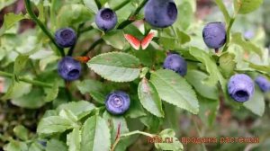 Черника обыкновенная ? обыкновенная черника обзор: как сажать, саженцы черники