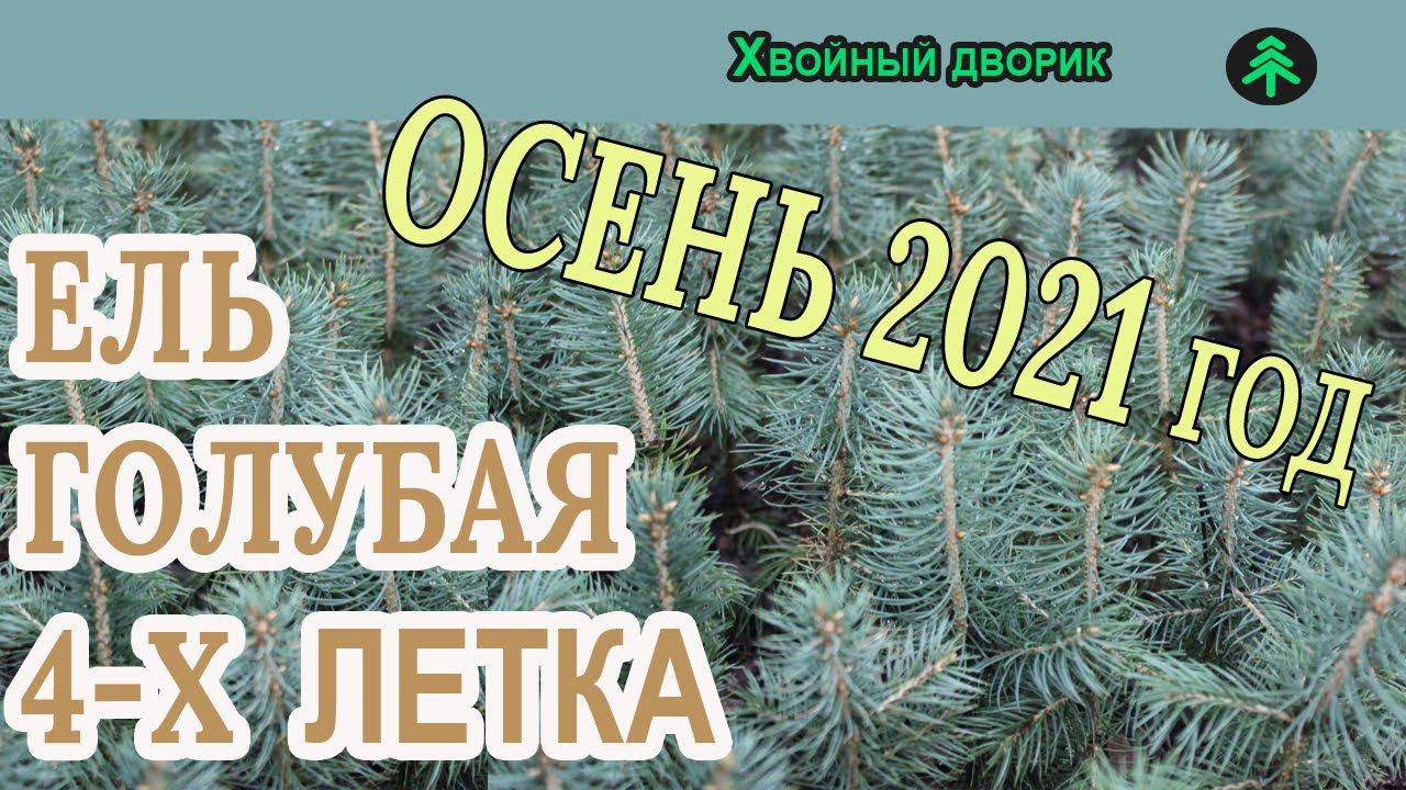 Какая ель голубая 4-х летка на осень 2021 года. Обзор интернет-магазина питомника "Хвойный дворик" смотреть онлайн