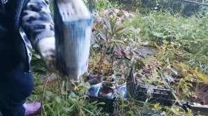 Результат черенкования пионов