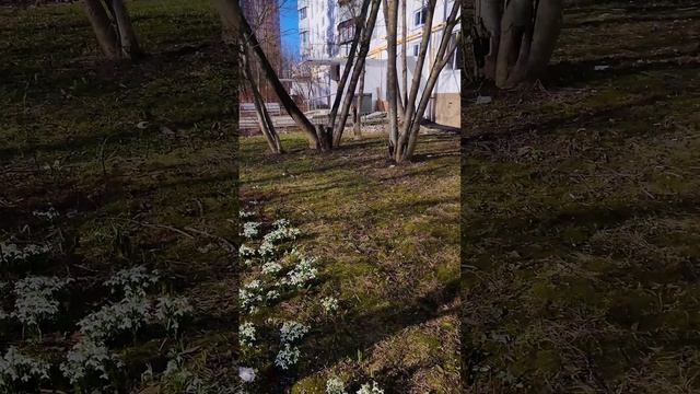 Подснежники теперь не редкость #shorts смотреть онлайн