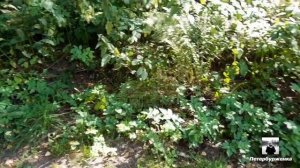 Приморский район исторические достопримечательности 2