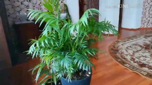 ХАМЕДОРЕЯ бамбуковая пальма. Особенности и уход, почётное место в интерьере +ОБЗОР НАШИХ зелёных пи смотреть онлайн