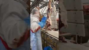 #Вертикальная обвалка говядины на весу# Vertical deboning of beef by weight