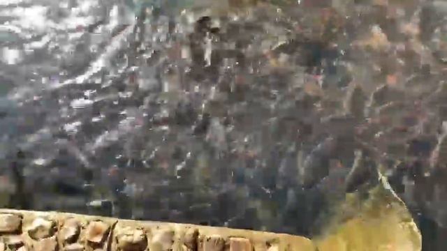 Рыбалка у сестры на даче!