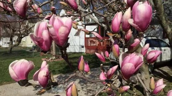 Amazing and most beautiful Saucer Magnolia flowers pictures