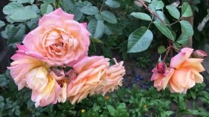 Роза Барок поразила своей роскошью!