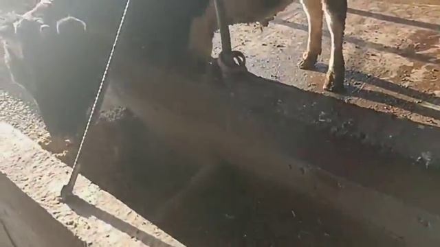 Qashqadaryo viloyati Koson tumani Koson shahar mol boqish jarayoni 09.02.2022yil смотреть онлайн