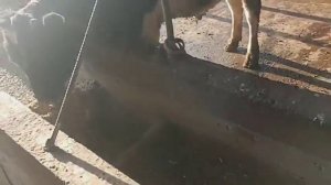 Qashqadaryo viloyati Koson tumani Koson shahar mol boqish jarayoni 09.02.2022yil