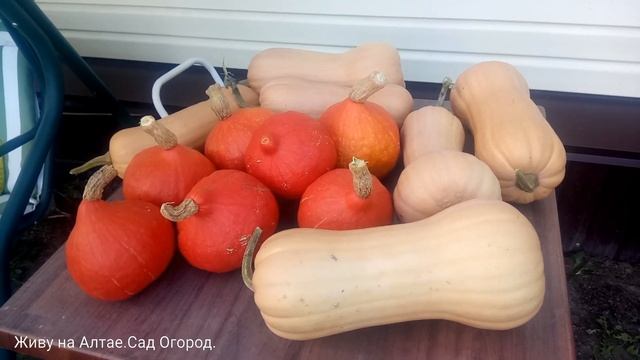 Урожай тыквы с грядок на дёрне, под плёнкой, без полива. смотреть онлайн