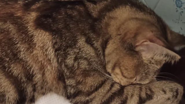 Симба 😻 Шотландская кошечка.Спит на стиральной машине😴 смотреть онлайн