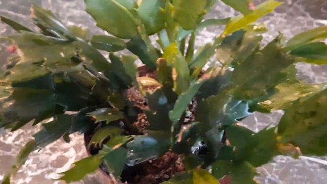 РОЖДЕСТВЕННИК. ЗИГОКАКТУС. ДЕКАБРИСТ. смотреть онлайн