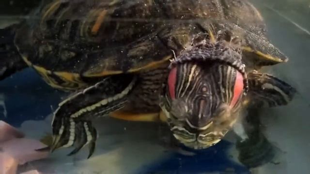 Красноухая черепаха, содержание и кормление в домашних условиях смотреть онлайн