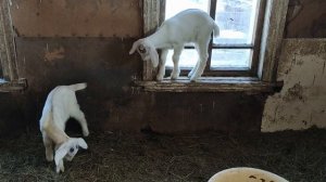 Можно ли держать коз без выпаса? Мой опыт. Стойловое содержание коз на небольшом участке.