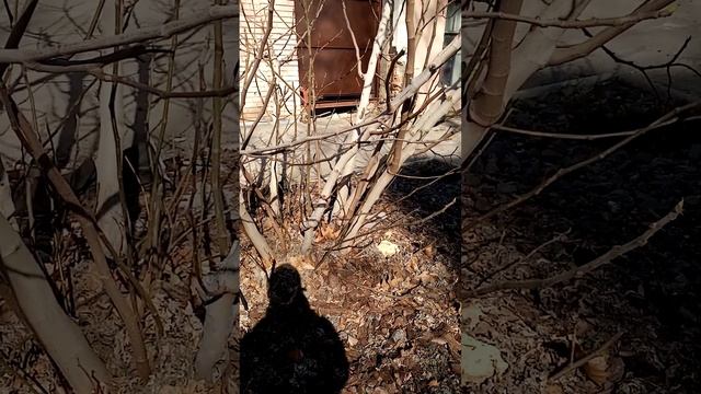 Инжир, ещё один зимостойкий сорт. ? смотреть онлайн
