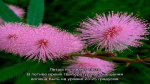 Комнатный цветок мимоза стыдливая красавица: посадка, пересадка, размножение, выращивание и уход в.