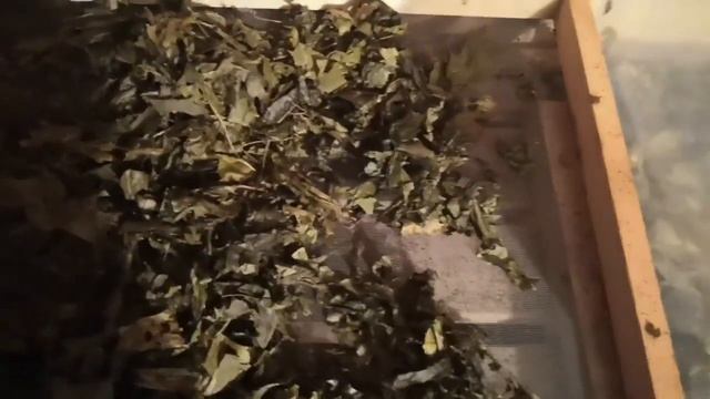 Ферментация листьев клена с заморозкой и без смотреть онлайн