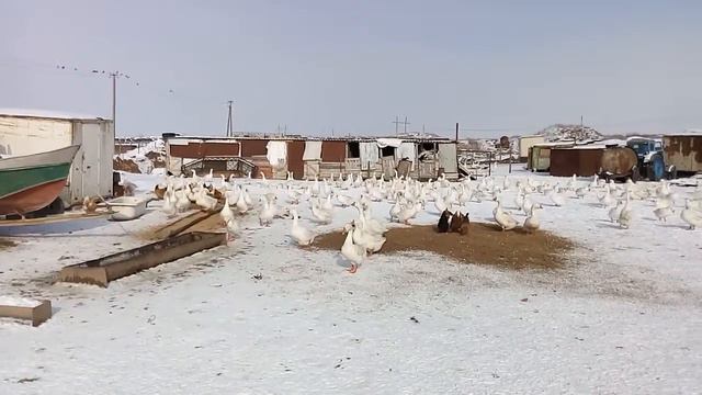 Гуси Линда. смотреть онлайн