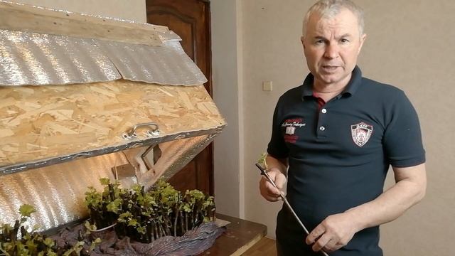 Настольная прививка винограда (2) результат смотреть онлайн