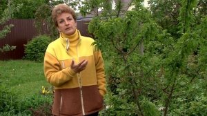 Почему сохнут вишни и сливы, что делать?