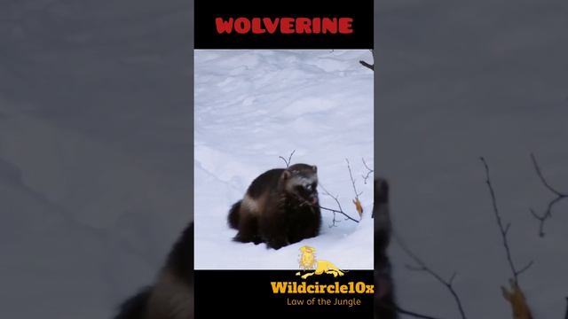 wolverine#animals #short #youtubeshorts #wolverine #wildcircle10x смотреть онлайн