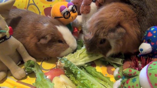 Морские свинки едят, дерутся, издают звуки смотреть онлайн