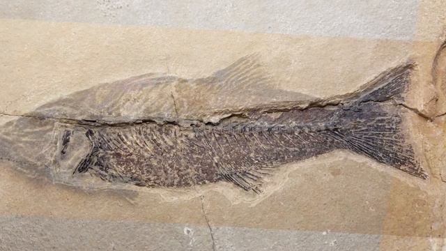Fossil prep of Green River Mioplosus fish смотреть онлайн
