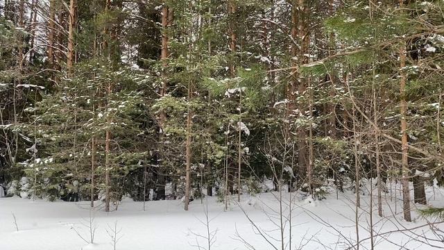 НАГЛАЯ ЗОЛОВКА И ПОРЯДОЧНЫЙ МУЖ... | Истории из жизни. смотреть онлайн