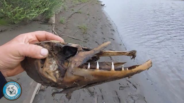 ВКУСНЫЙ ОКУНЬ. Окунь ЖАРЕНЫЙ. Таежная кухня. Готовим окуня. Окунь. Простой рецепт. Якутия. смотреть онлайн