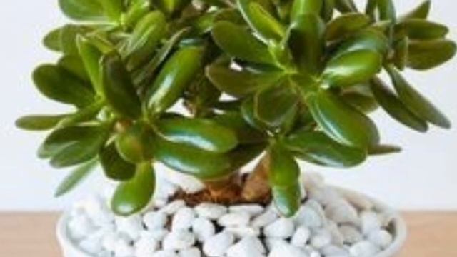 ЧУДЕСНОЕ лечение кожи /Толстянка в КОСМЕТОЛОГИИ #денежноедерево #толстянкаполезныесвойства #крассул