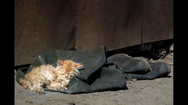 Грустный стих про кота смотреть онлайн