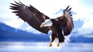 ИНТЕРЕСНЫЕ ФАКТЫ - ОРЛЫ