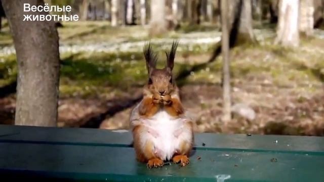 Смешные белки - Funny squirrel - Приколы белочки смотреть онлайн