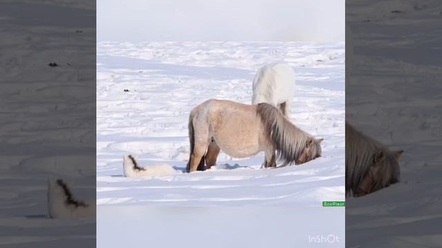 Клип из фото якутской лошади -сылгы смотреть онлайн