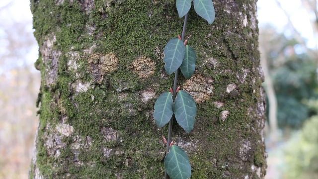 Wintercreeper Euonymus (Euonymus fortunei) - Plant Identification смотреть онлайн
