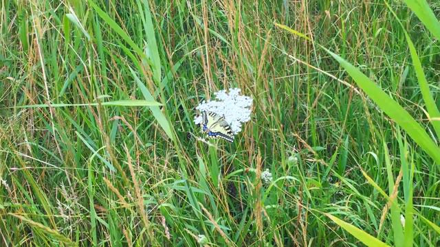 Koninginnenpage (Papilio machaon) - 2018-07-11 смотреть онлайн