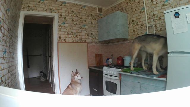 Хаски!!!Cобаки остались одни. Хозяйничают на кухне. смотреть онлайн