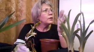 Лилейники- как правильно посадить