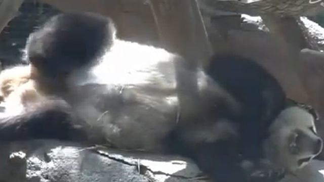 небольшой видео-блог из жизни Панды. Панда усралась. смотреть онлайн