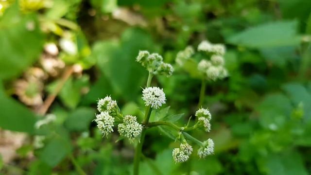 Пролесник европейский | Жизнь в Адлере смотреть онлайн
