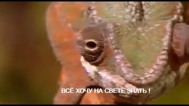 Зеленая игуана. Всё хочу на свете Знать ! смотреть онлайн