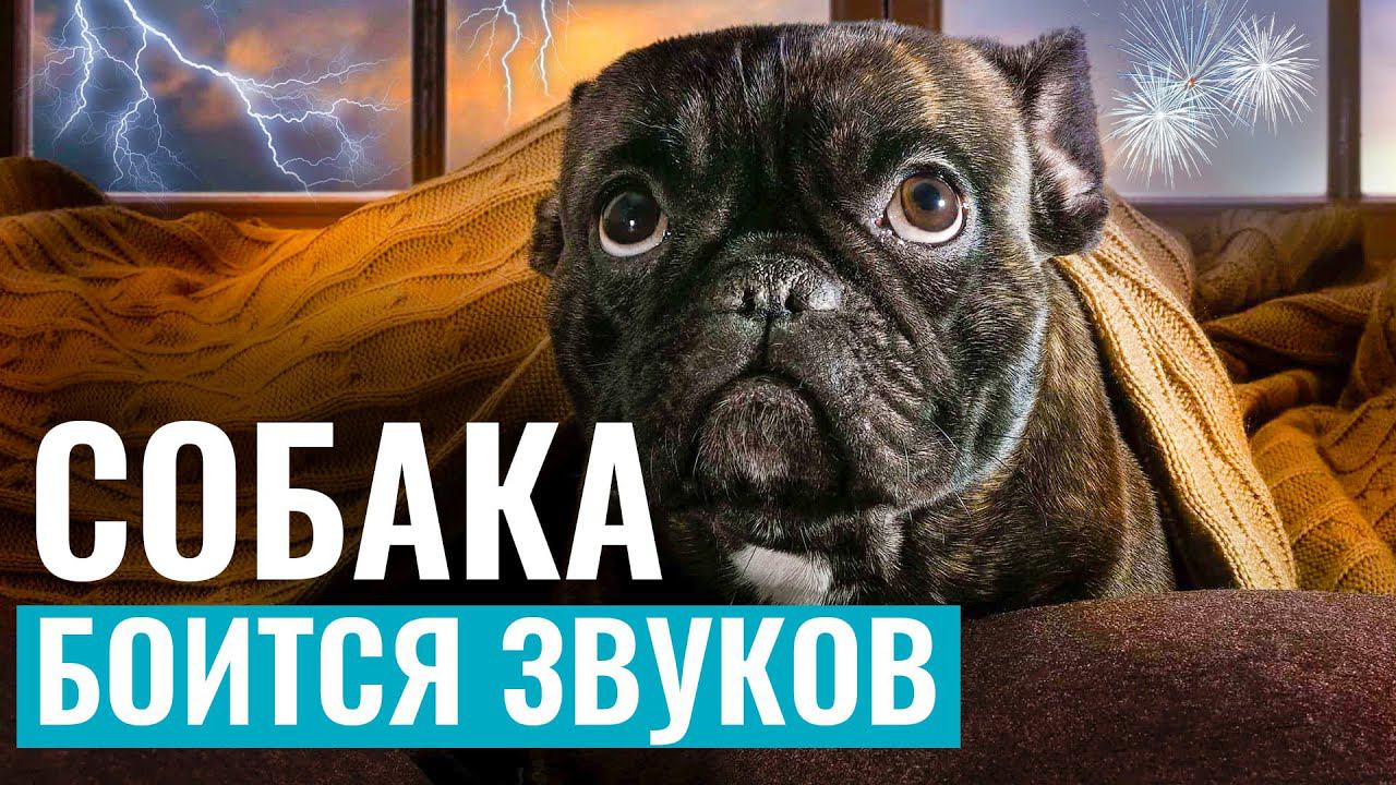 СОБАКА БОИТСЯ громких звуков? Как помочь собаке справиться со страхом салюта и грозы? смотреть онлайн