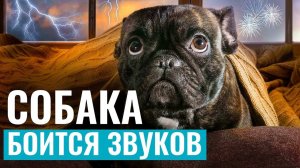 СОБАКА БОИТСЯ громких звуков? Как помочь собаке справиться со страхом салюта и грозы?