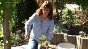 Дицентра. Посадка и уход.