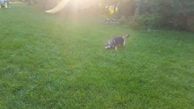 Помски Ника бегает на даче смотреть онлайн