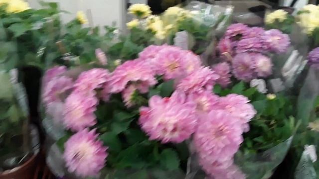 ОРХИДЕИ Леруа Мерлен Санкт - Петербург 27 июля 2023 смотреть онлайн