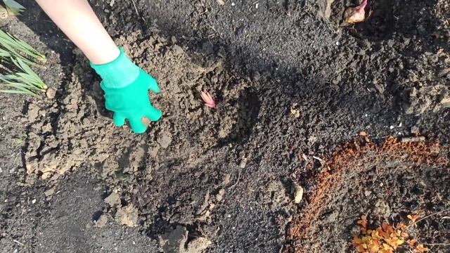 Как сажать лилии весной смотреть онлайн