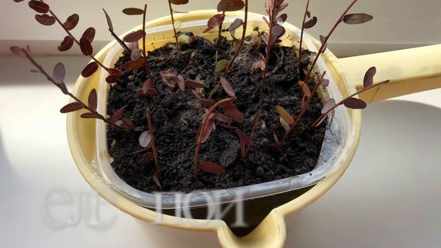 ❣️ Выращиваем Клюкву / Время Черенкования ❣️ смотреть онлайн