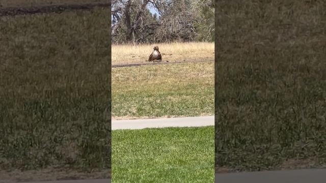 Hawk vs Squirrel Survival is Key! смотреть онлайн