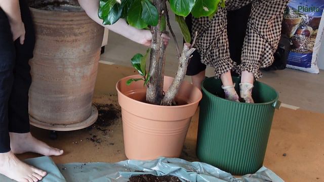 Ficus Lyrata repotting смотреть онлайн